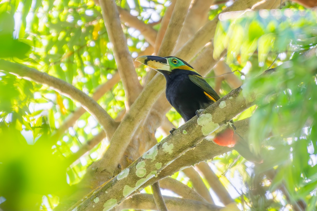 Gould's Toucanet - ML645674603
