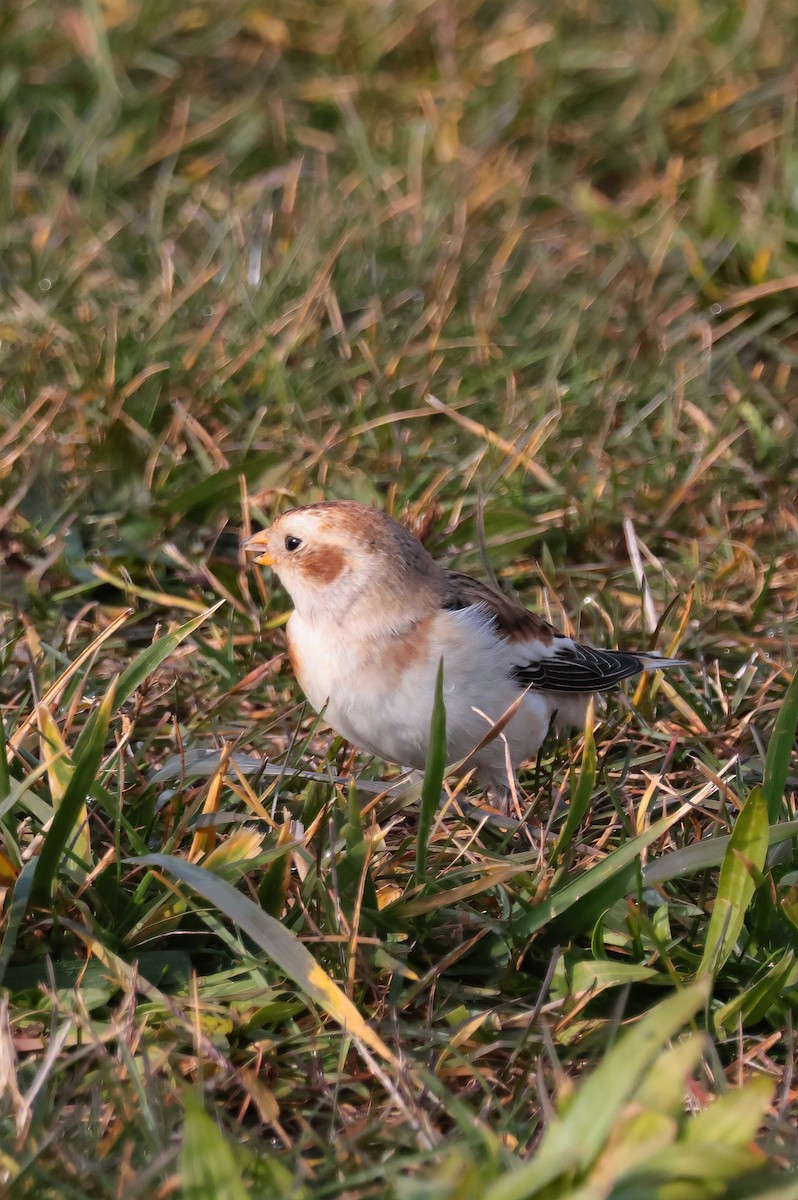 Snow Bunting - ML645674609