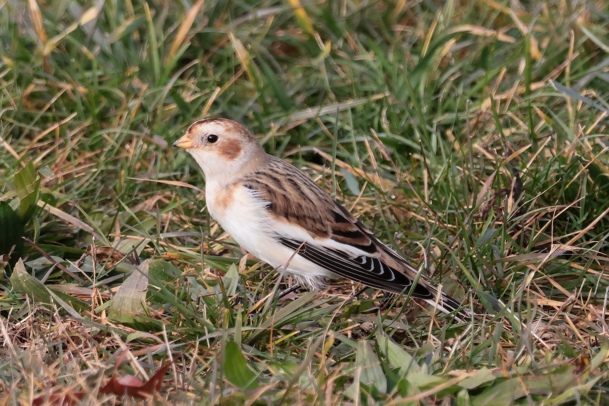 Snow Bunting - ML645674610