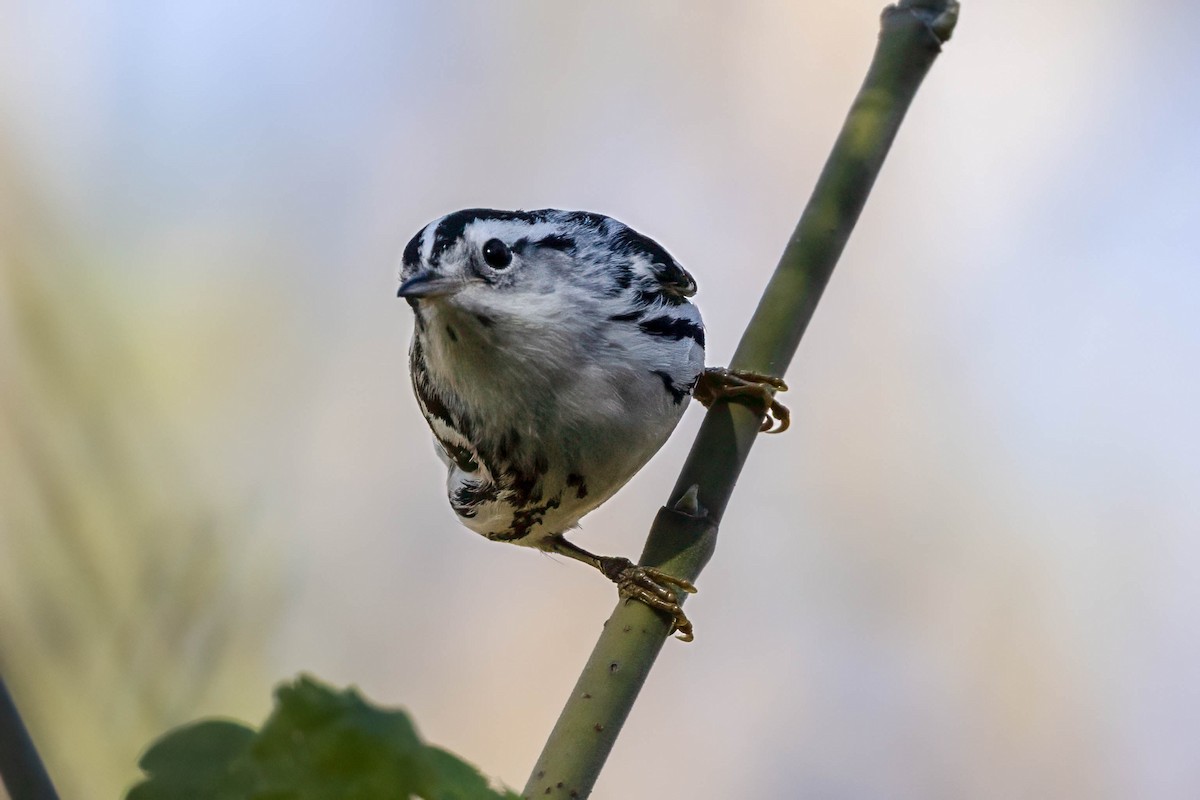 Black-and-white Warbler - ML645674611