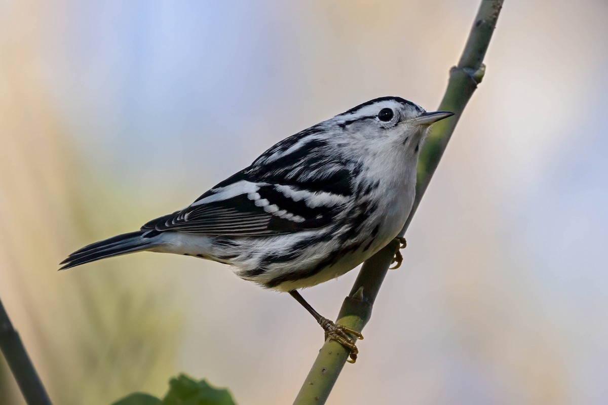 Black-and-white Warbler - ML645674612