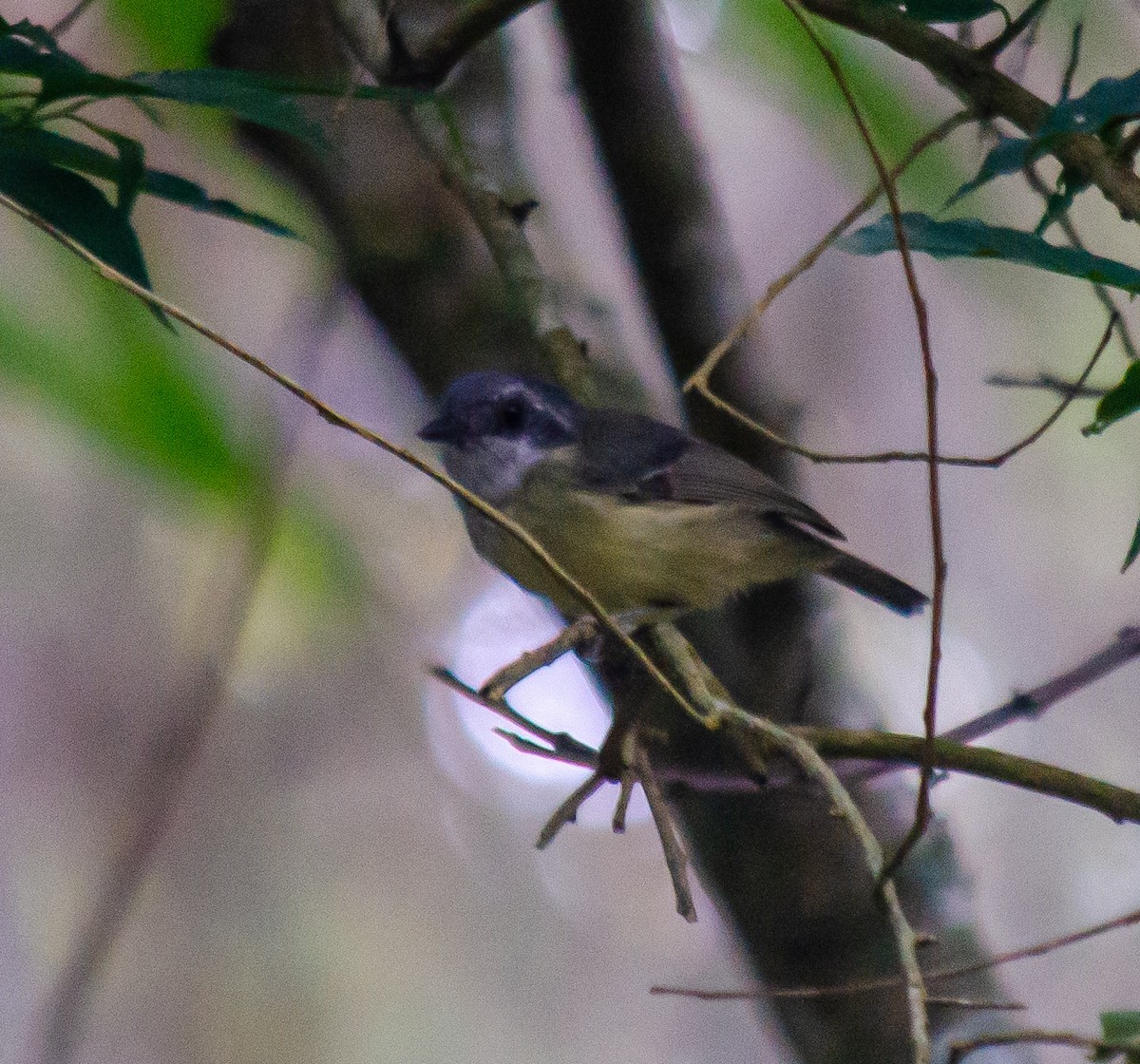 Plain Antvireo - ML645674616