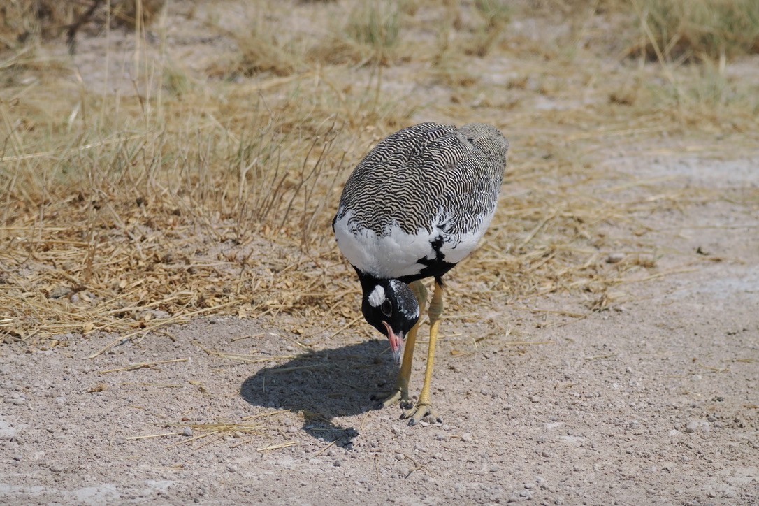 White-quilled Bustard - ML645674624