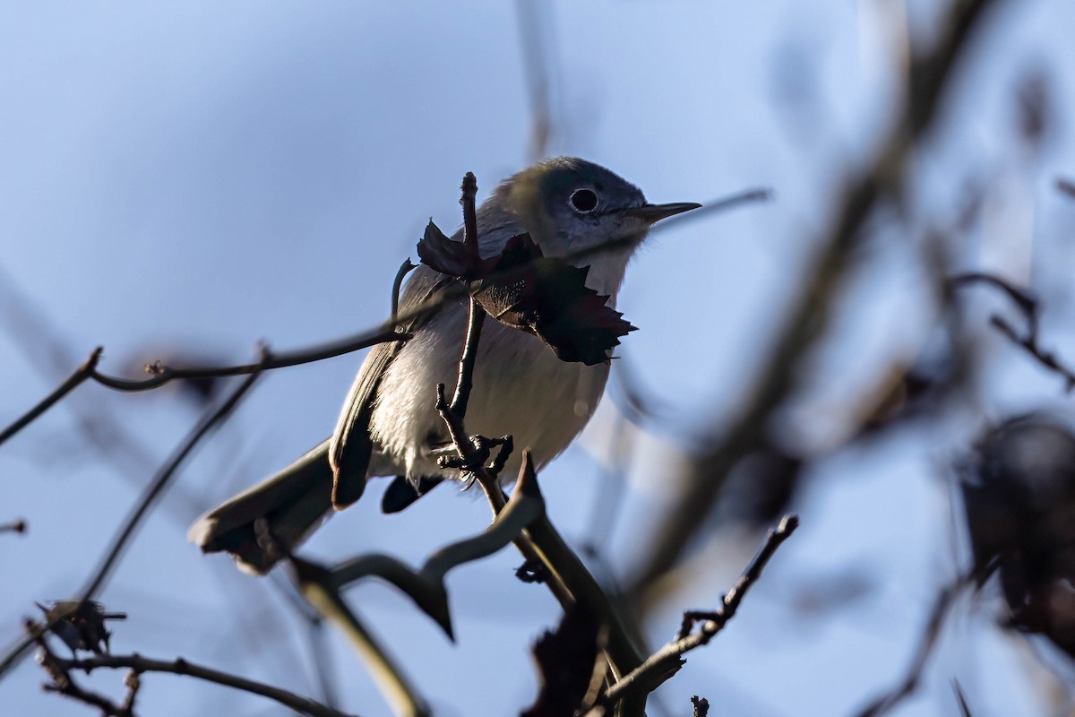 Голубая комароловка - ML645674632