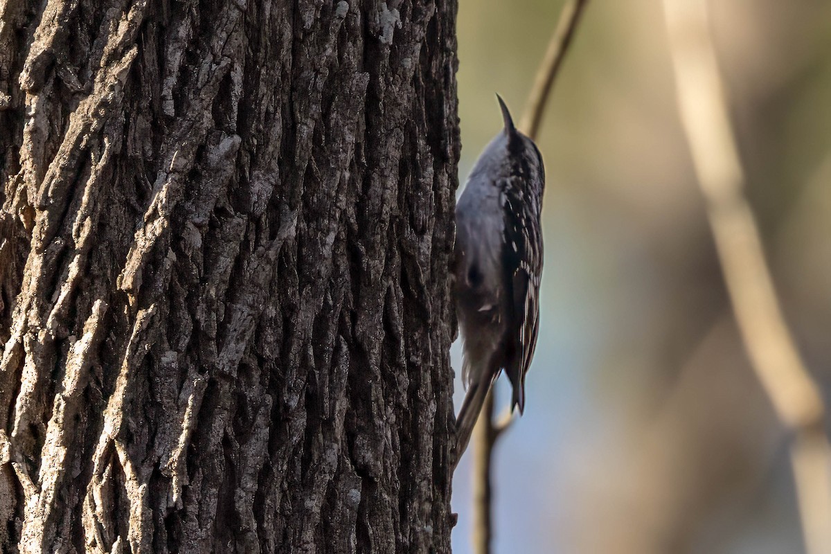 Brown Creeper - ML645674635