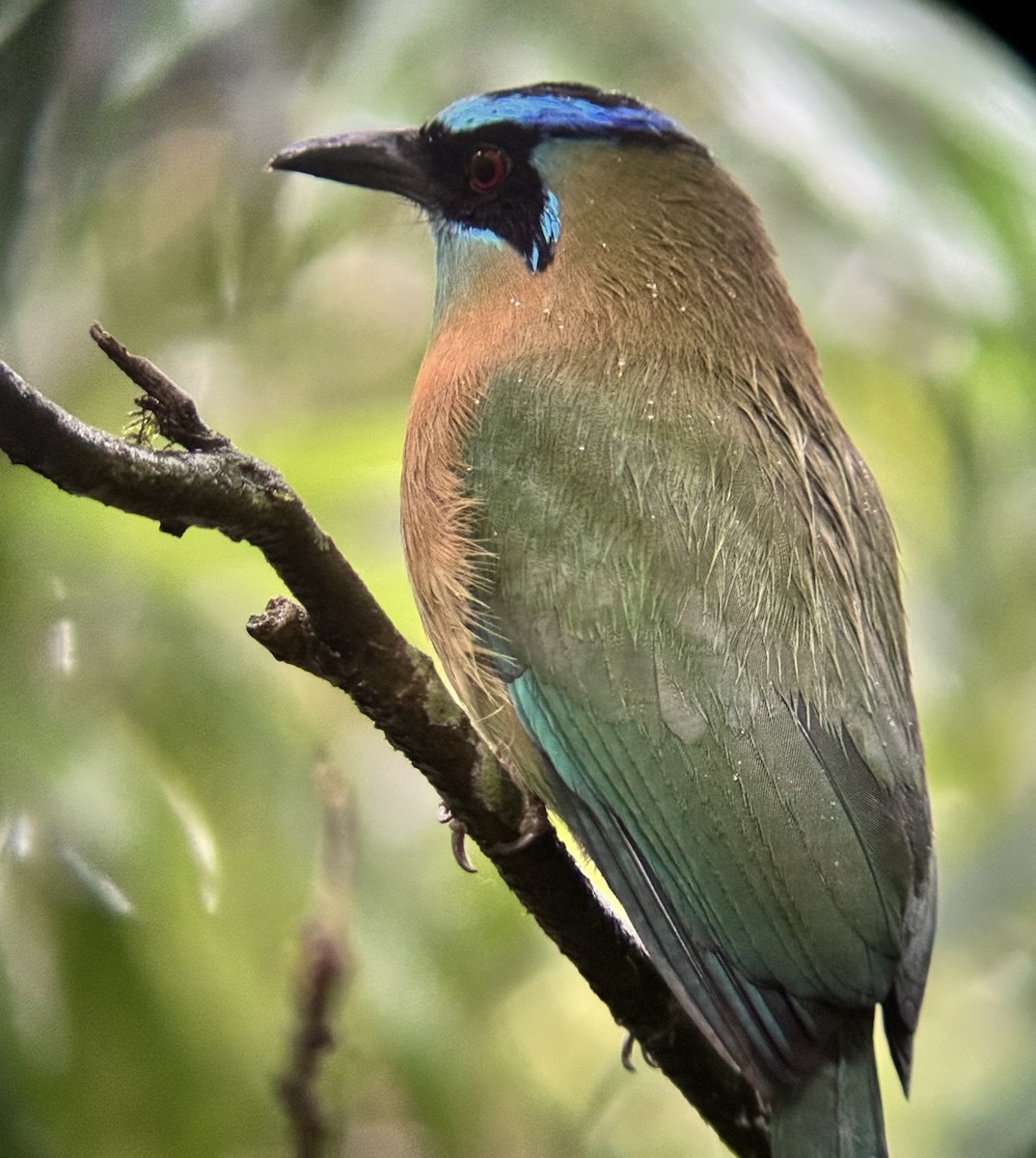 Lesson's Motmot - ML645674638