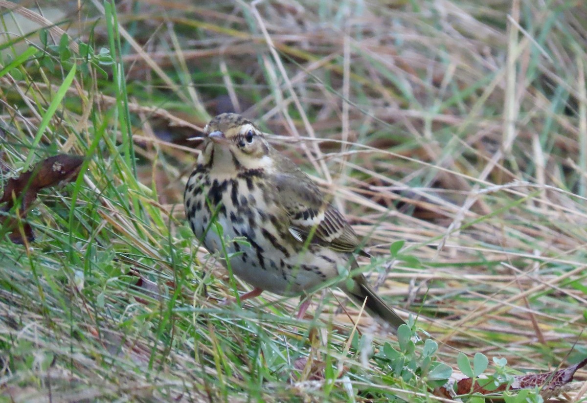 Olive-backed Pipit - ML645674673