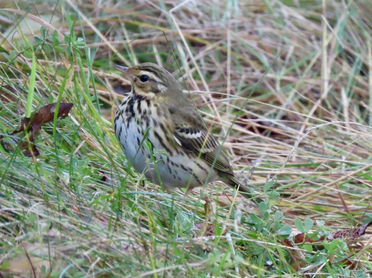 Olive-backed Pipit - ML645674674