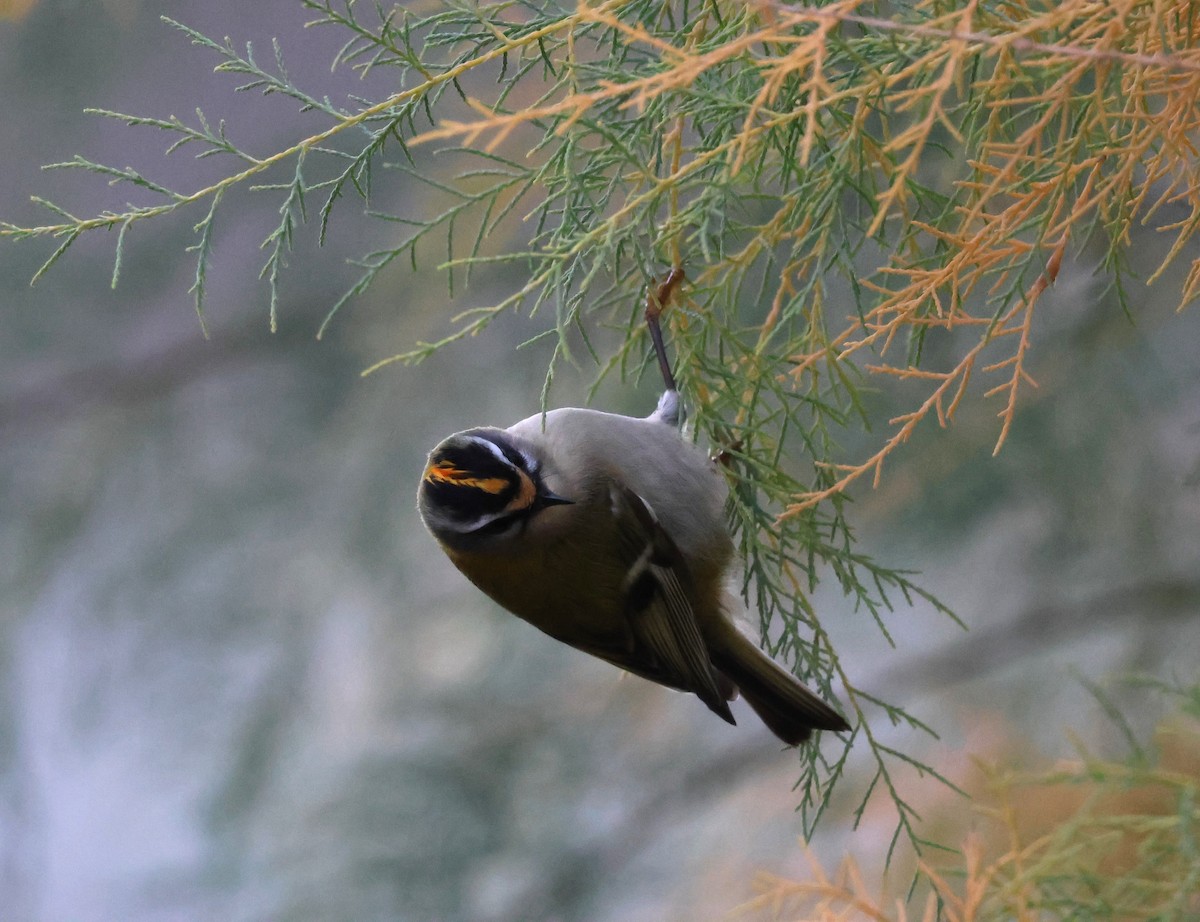 Common Firecrest - ML645674680