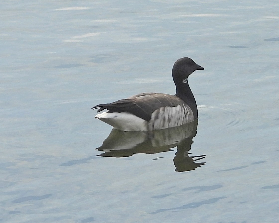 Brant (Pale-bellied) - ML645674682