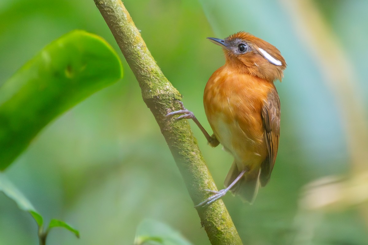 Ceara Gnateater - ML645674695