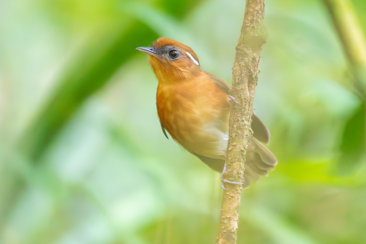 Ceara Gnateater - ML645674696