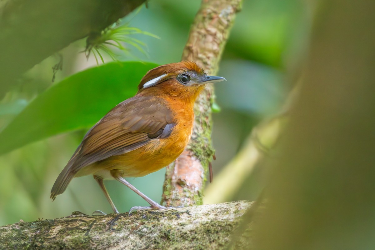 Ceara Gnateater - ML645674697