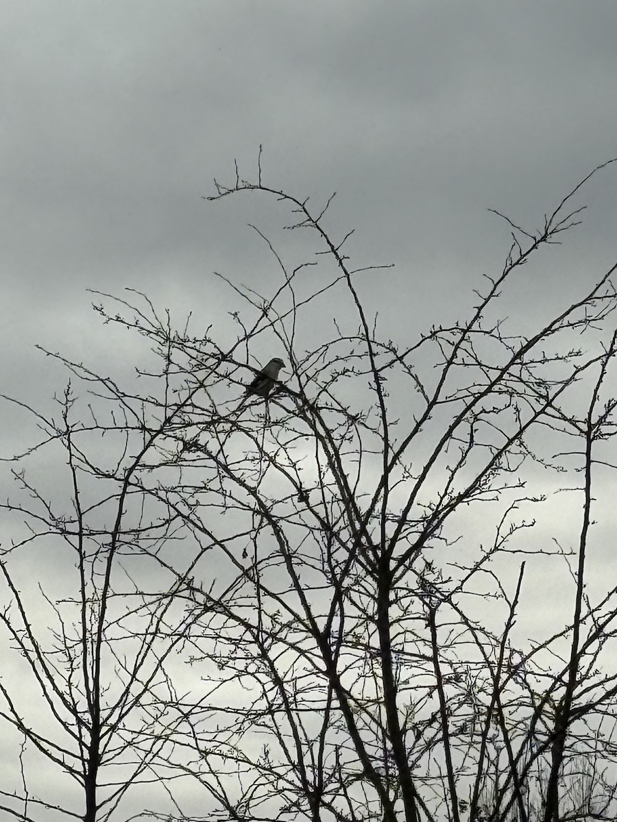 ťuhýk severní - ML645674700