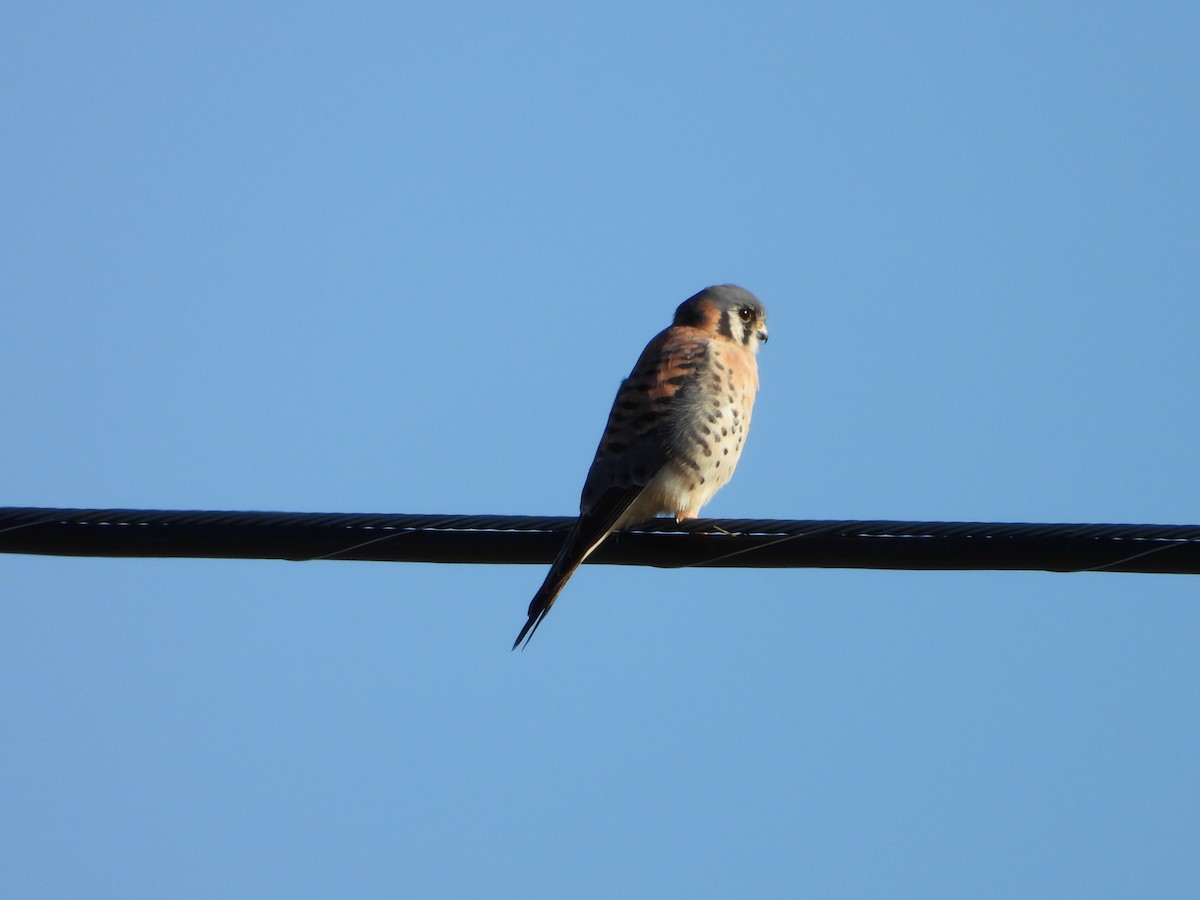 American Kestrel - ML645674702