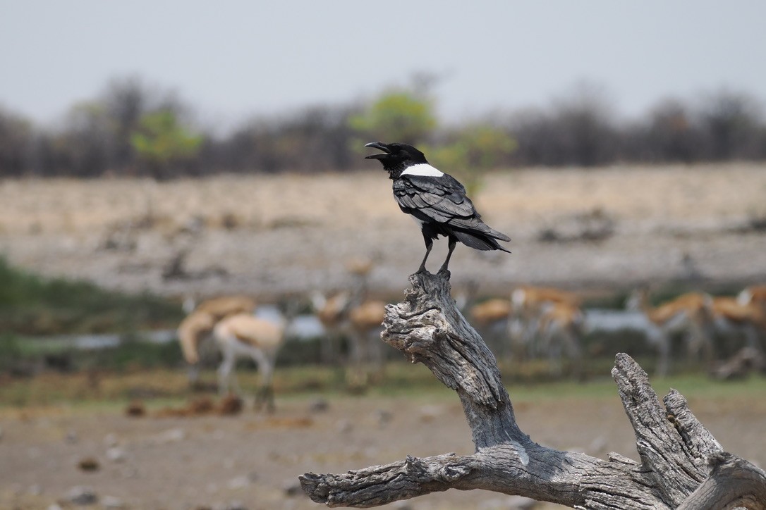 Pied Crow - ML645674716
