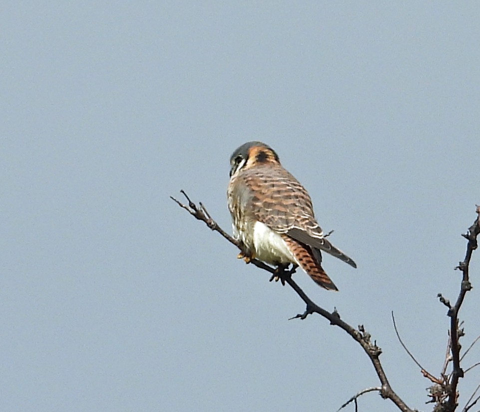 American Kestrel - ML645674717