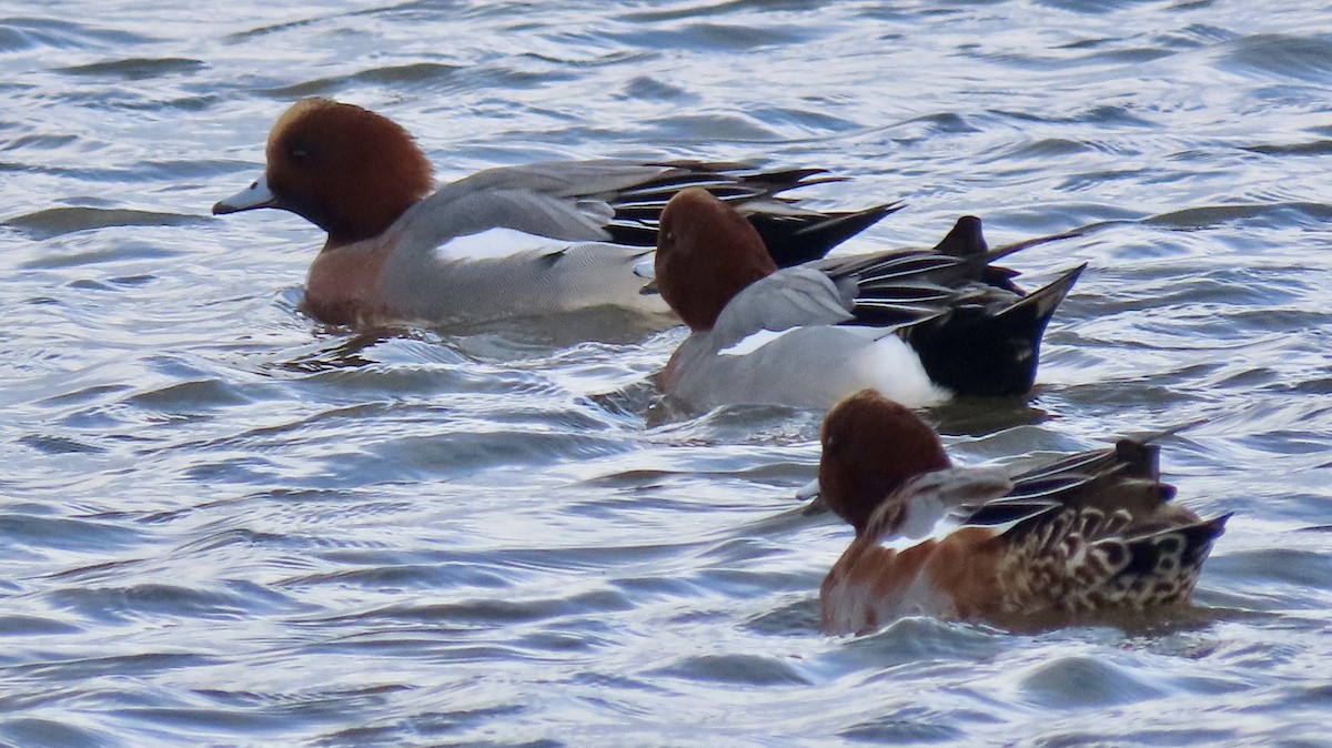 Eurasian Wigeon - ML645674739