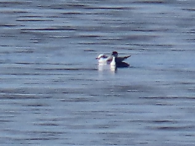 racek Bonapartův - ML645674746