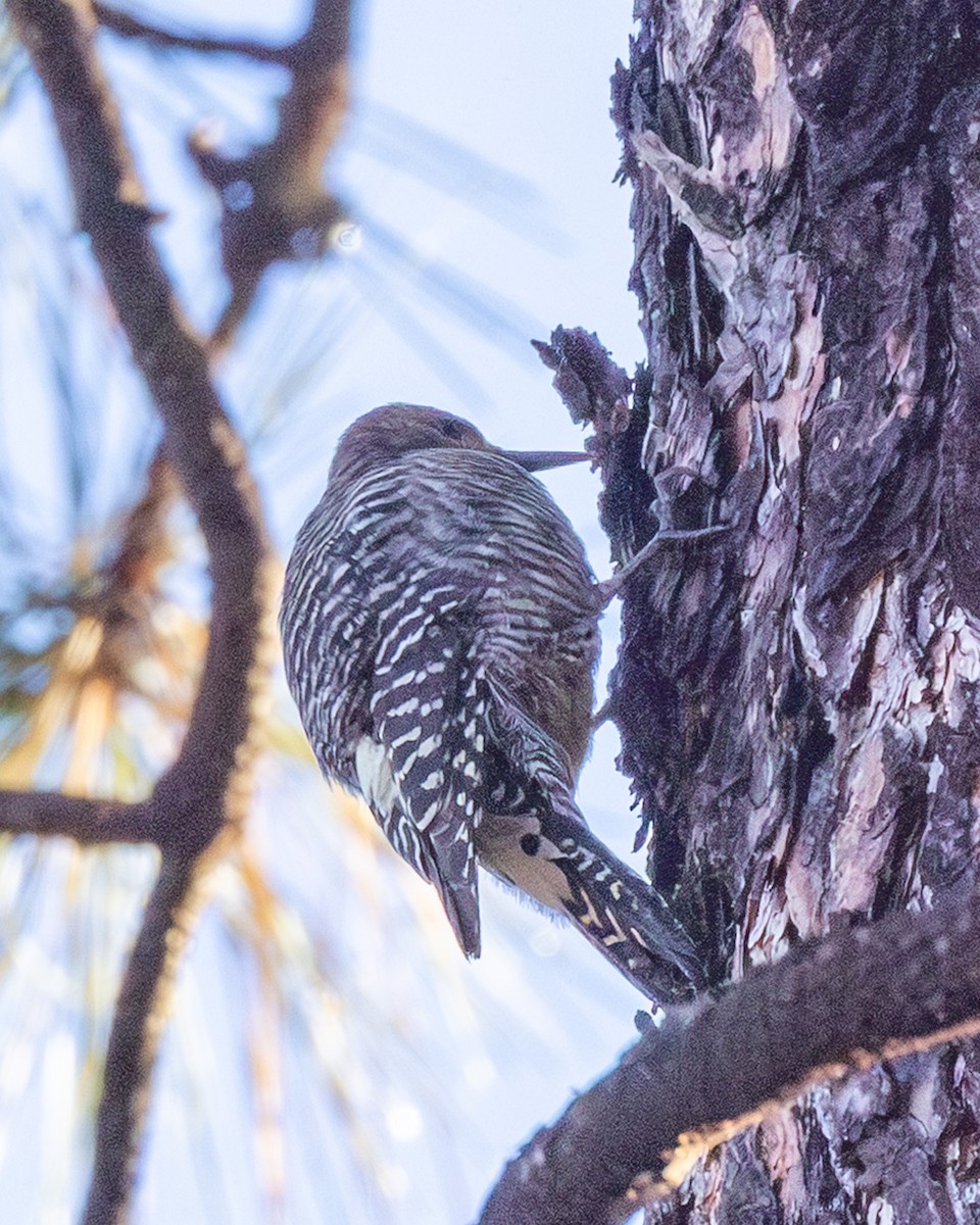 Williamson's Sapsucker - ML645674757