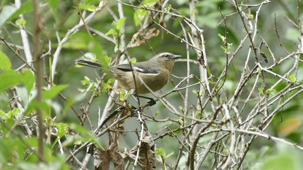 Cinereous Conebill - ML645674759