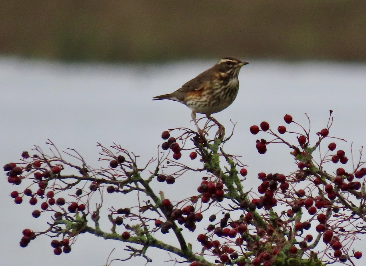 Redwing - ML645674762