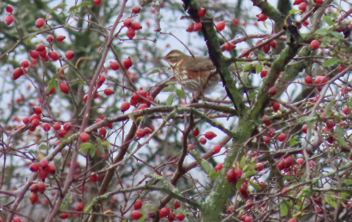 Redwing - ML645674763