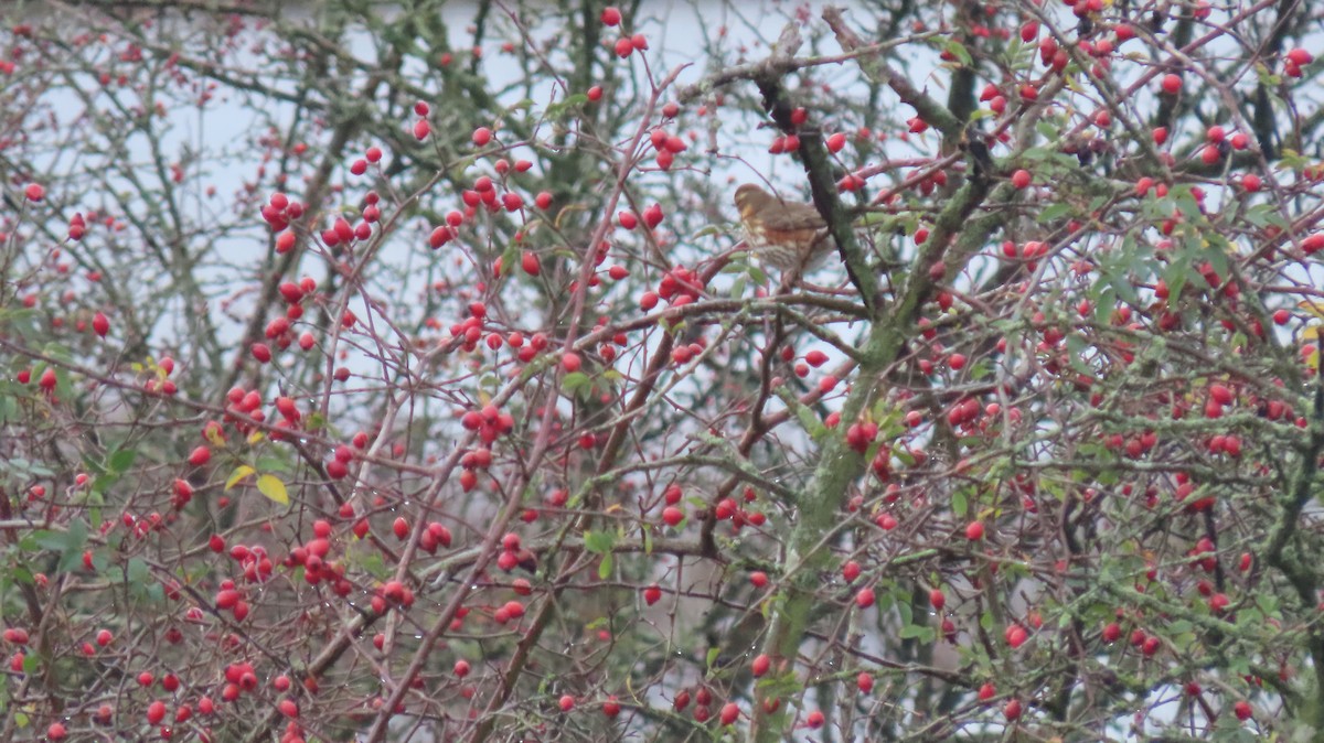 Redwing - ML645674765