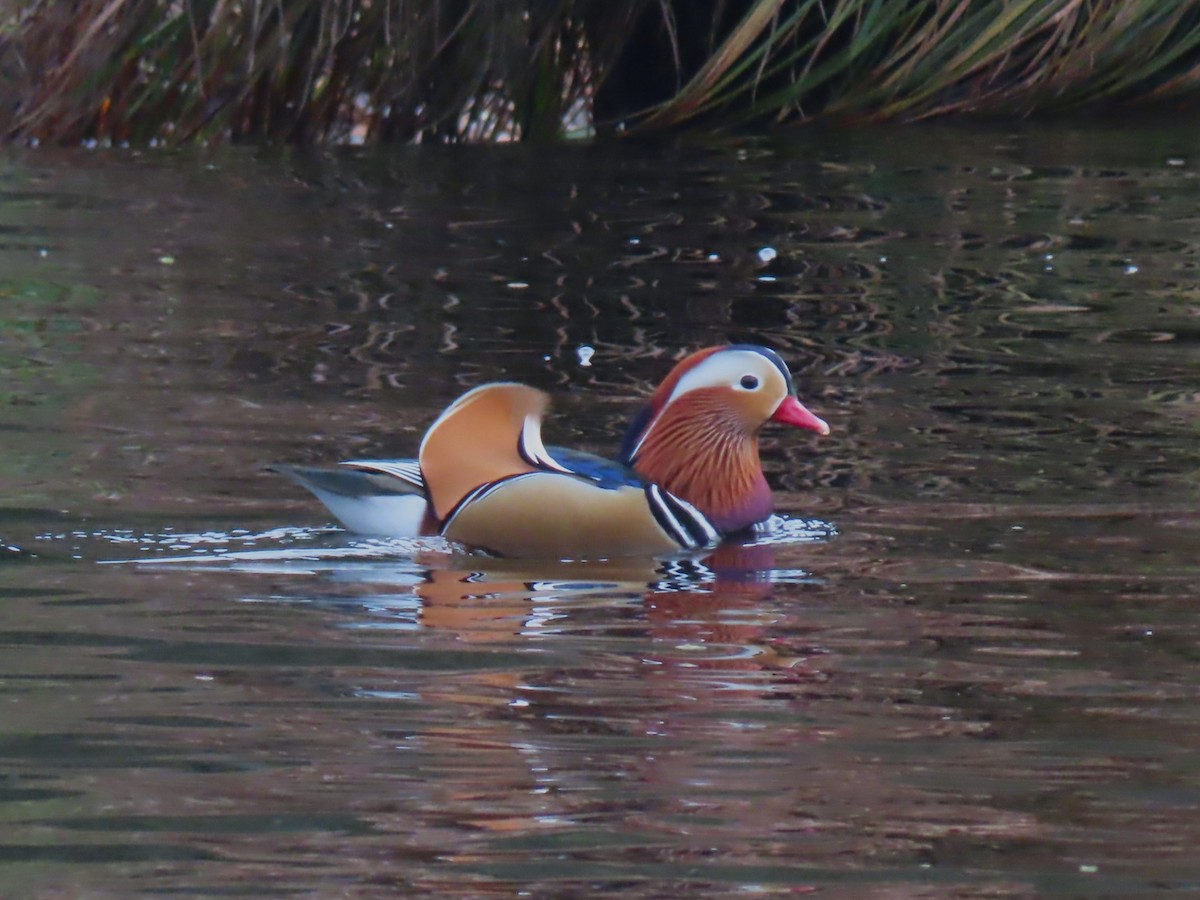 Mandarin Ördeği - ML645674767