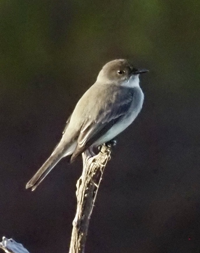 Eastern Phoebe - ML645674769