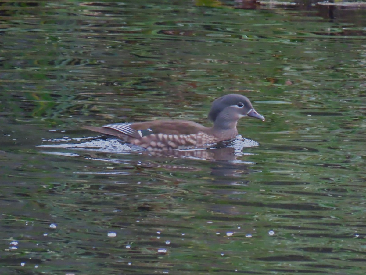 Mandarin Ördeği - ML645674770