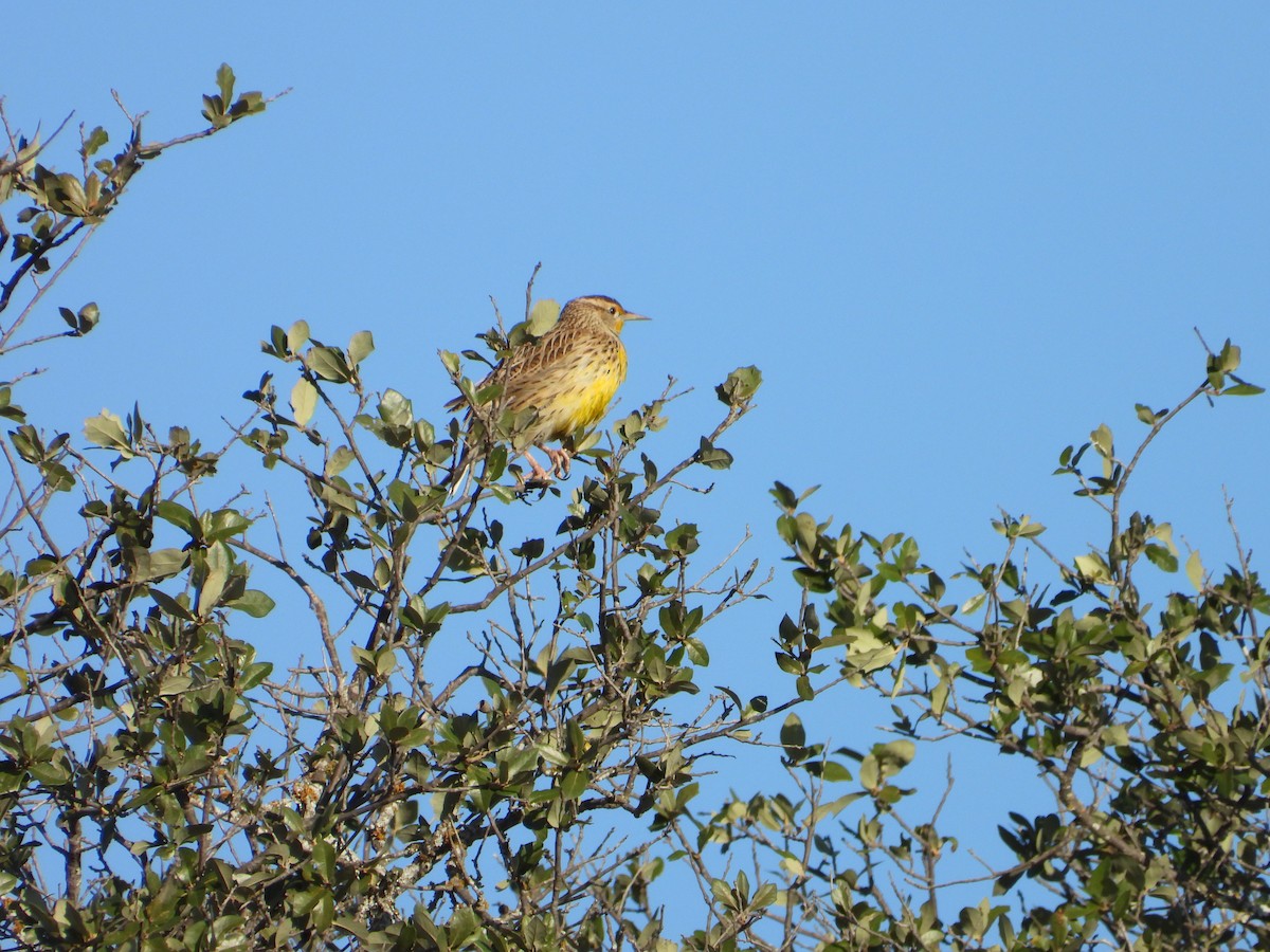 Western/Eastern Meadowlark - ML645674771