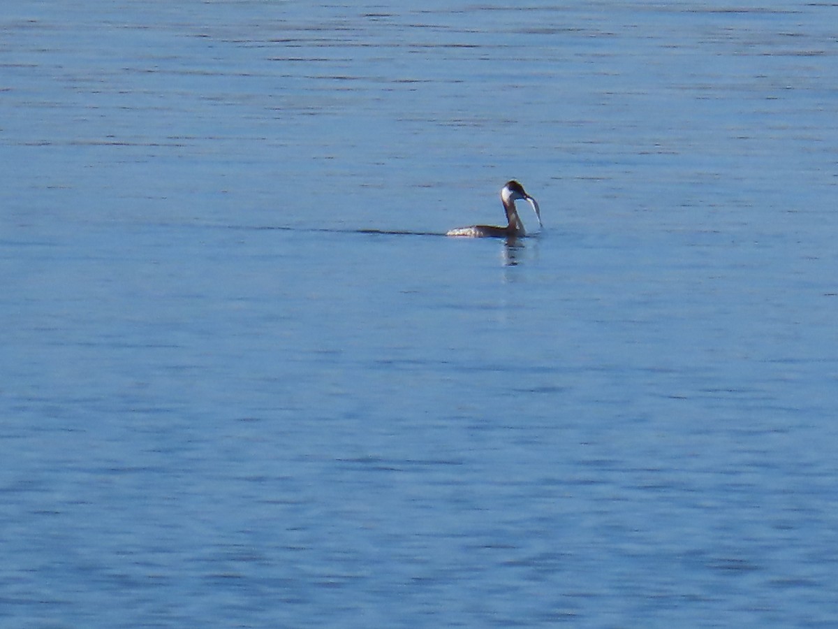 Horned Grebe - ML645674774