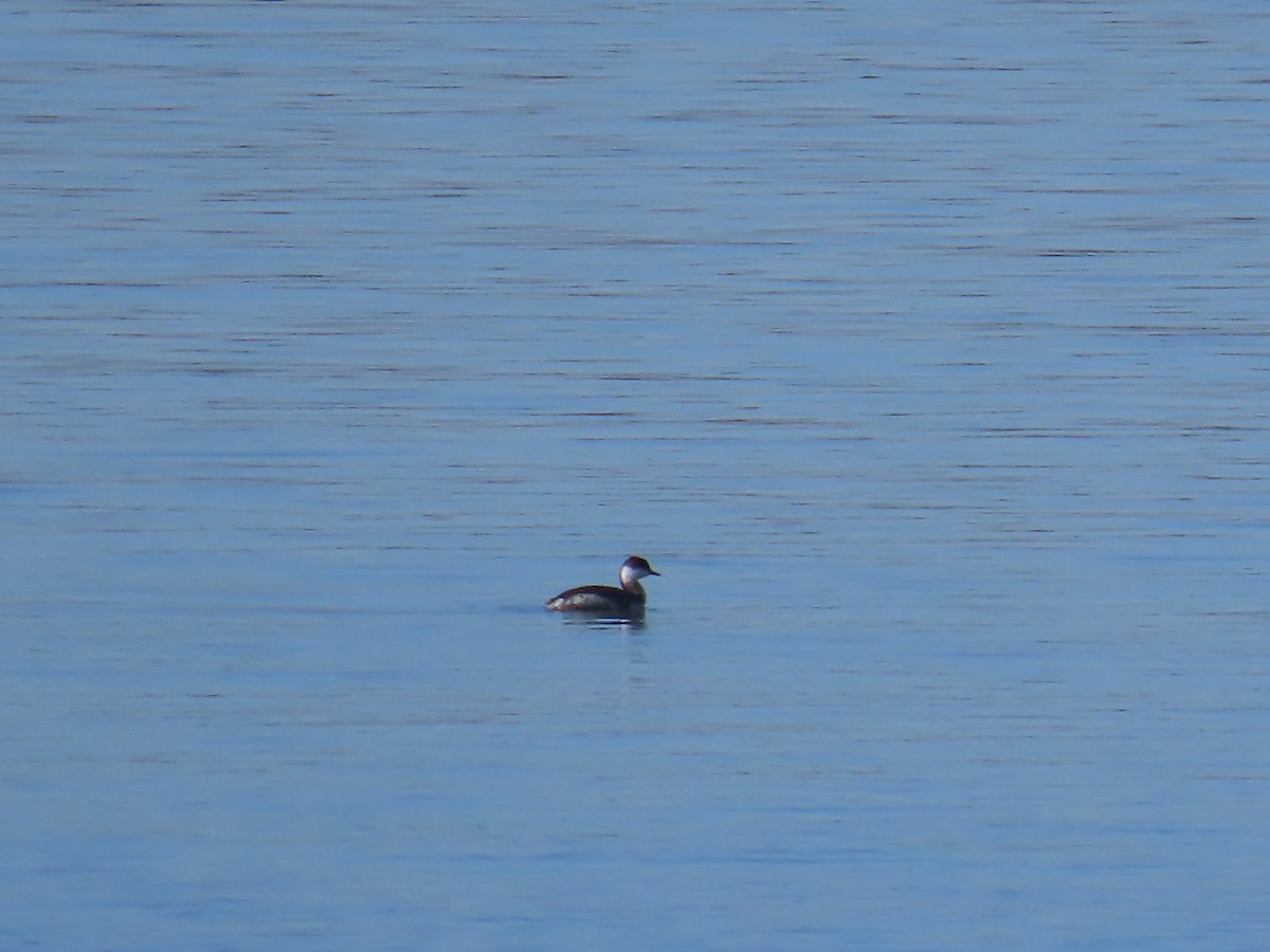 Horned Grebe - ML645674775