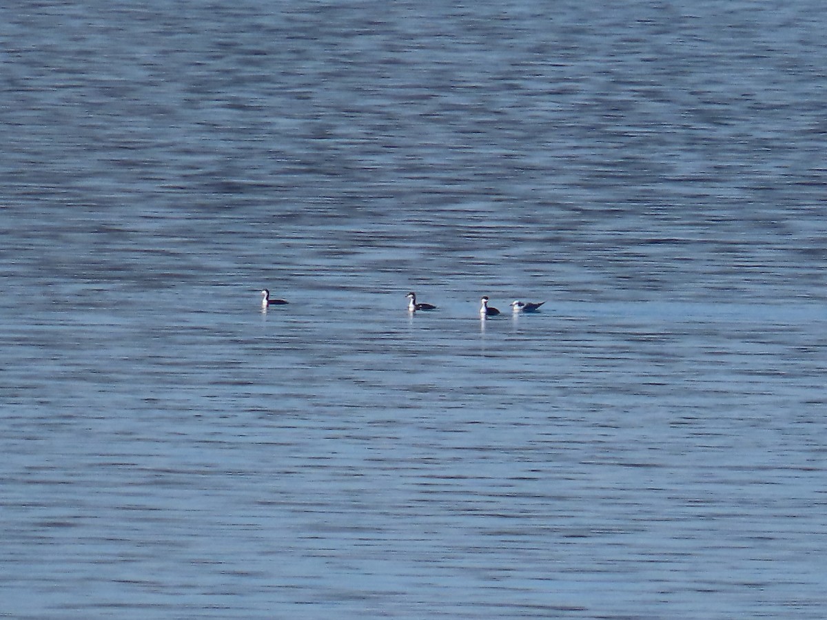 Horned Grebe - ML645674776