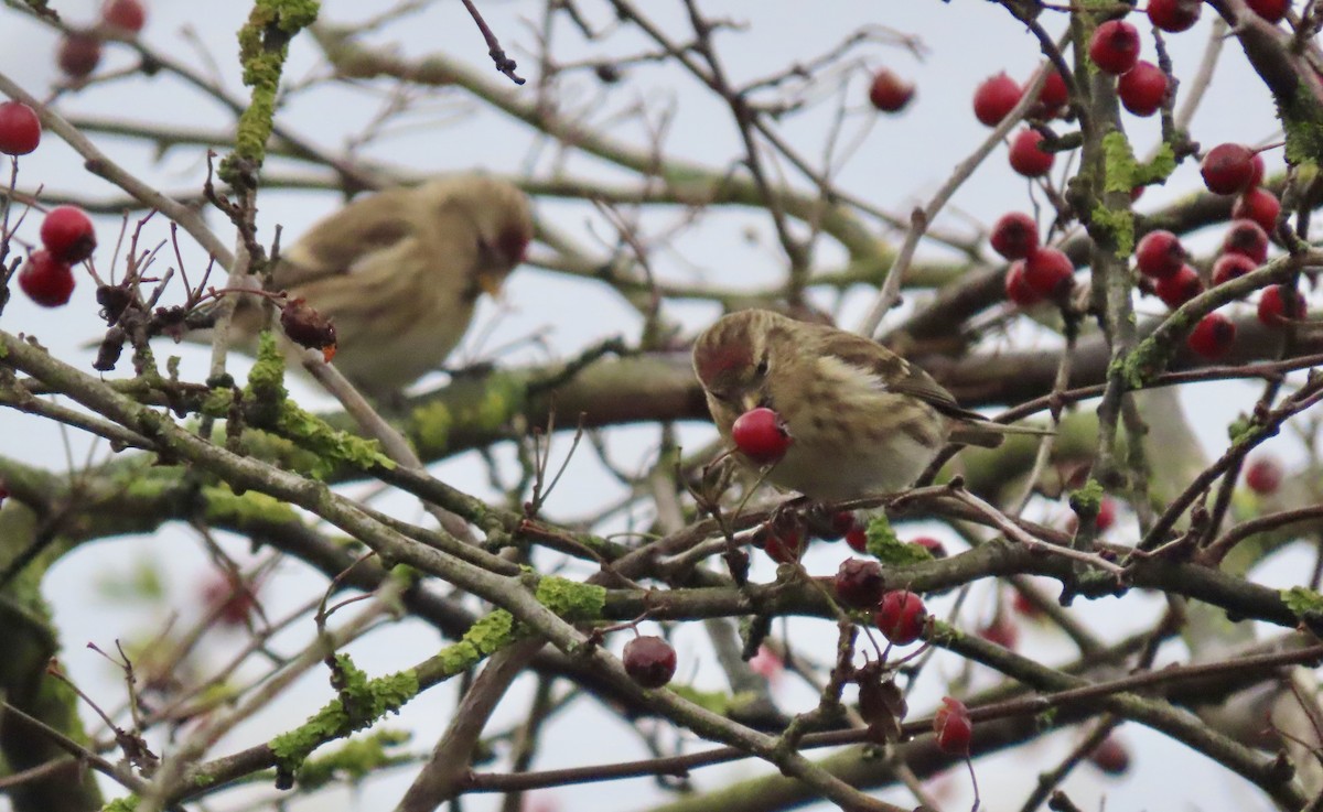 Redpoll - ML645674777