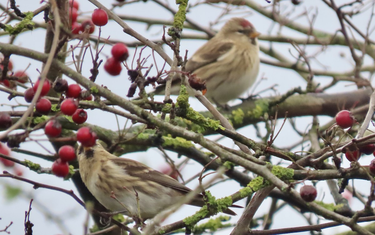 Redpoll - ML645674778