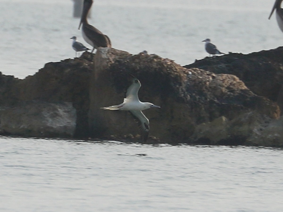 סולה אדומת-רגל - ML645674779