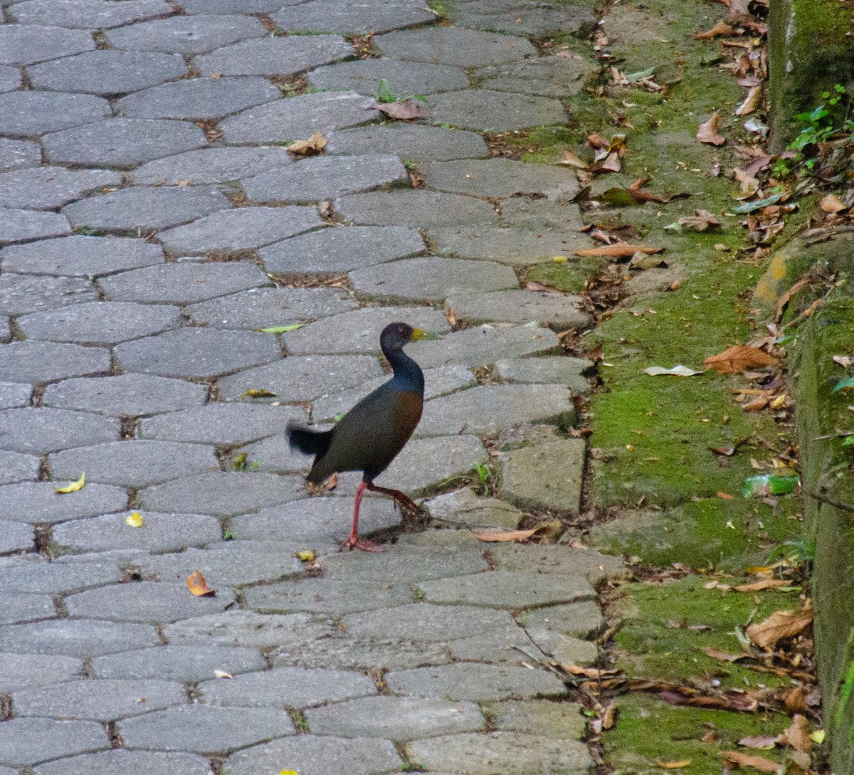 Gray-cowled Wood-Rail - ML645674780