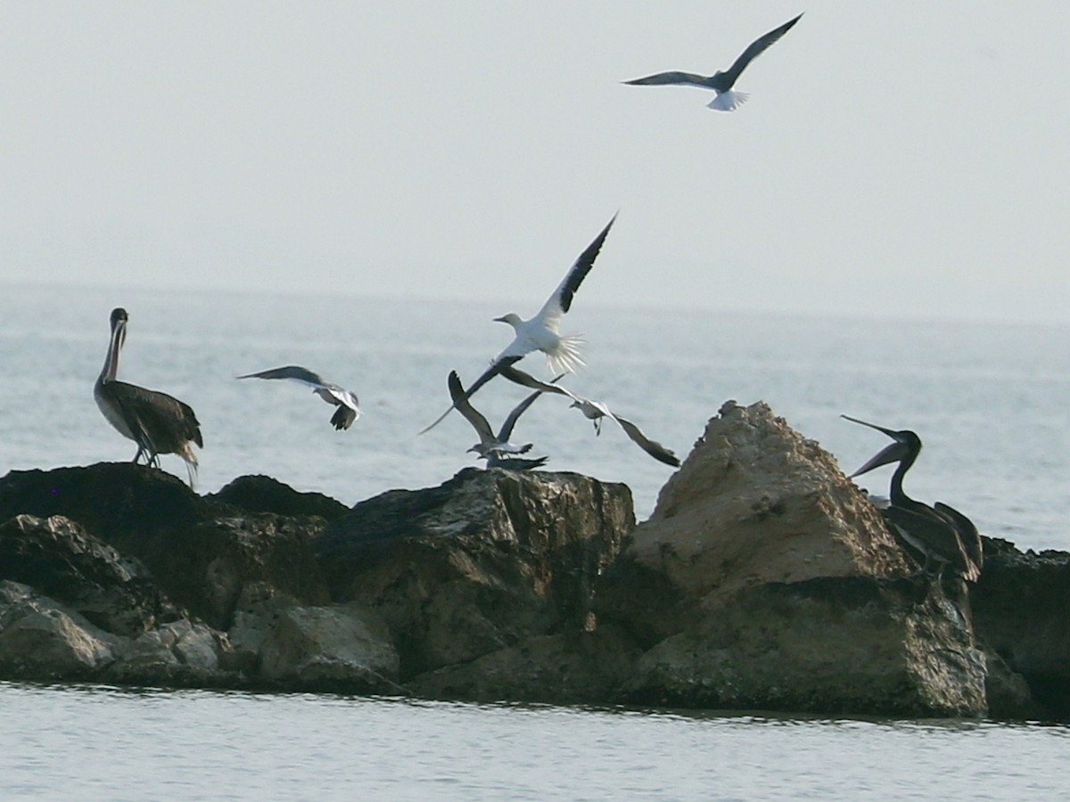 סולה אדומת-רגל - ML645674781