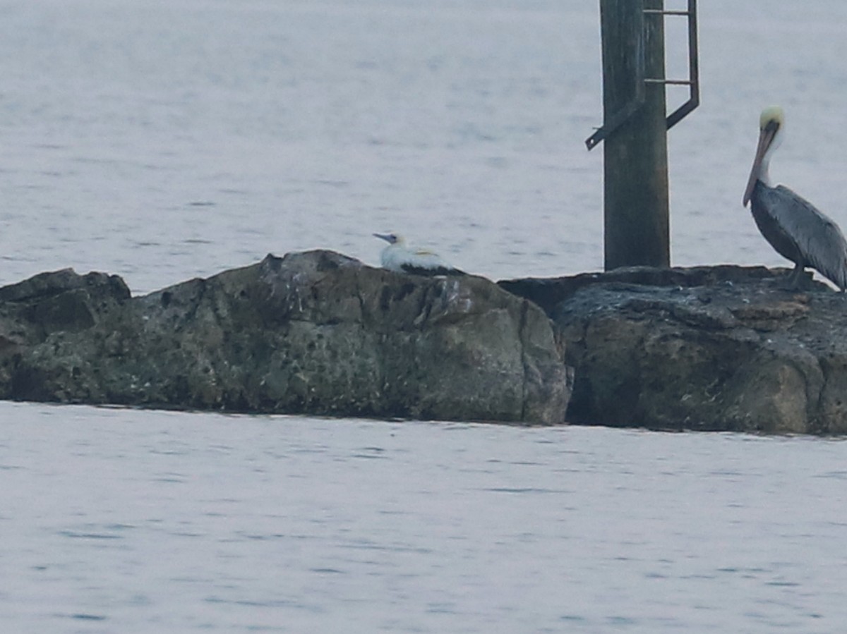 סולה אדומת-רגל - ML645674783