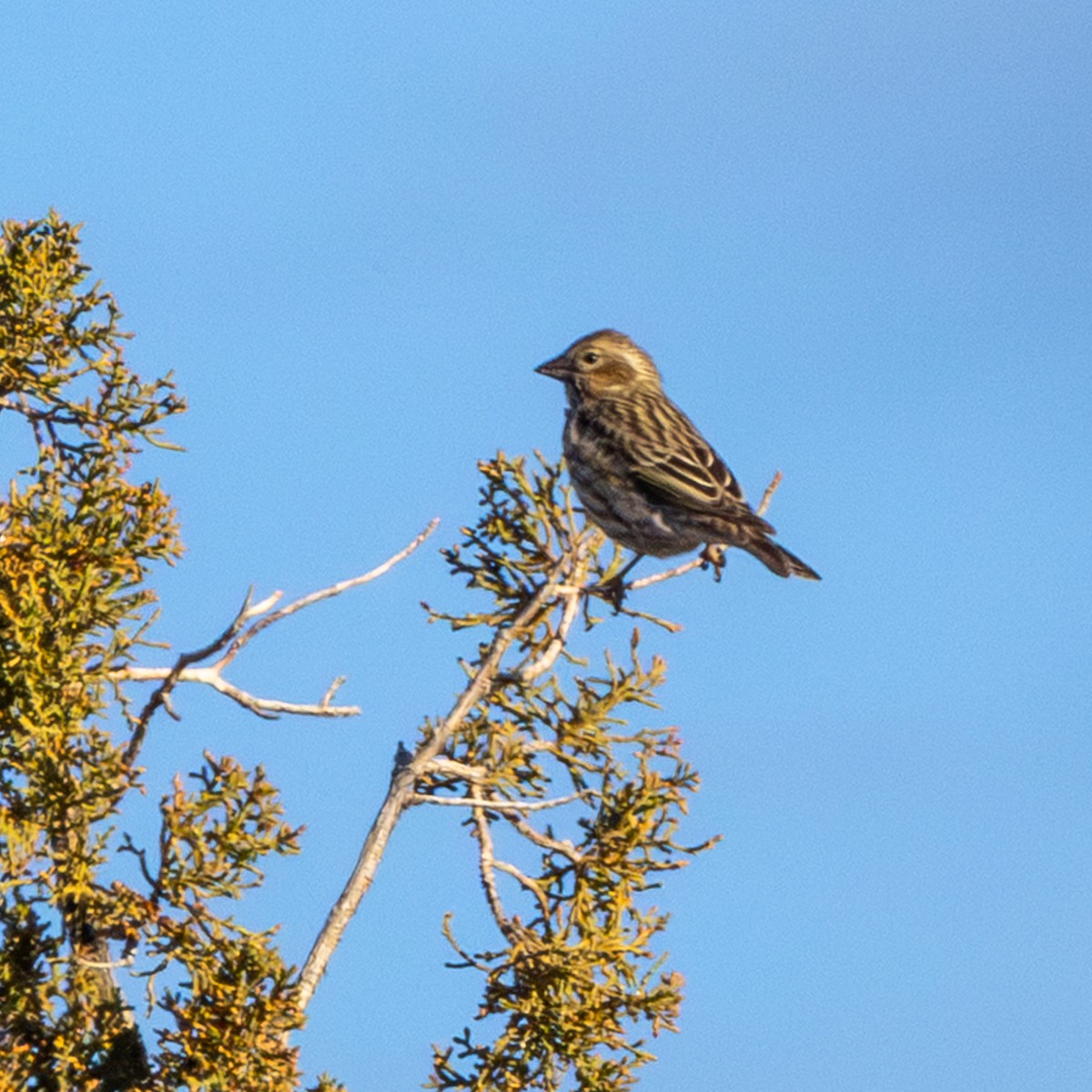 Cassin's Finch - ML645674787