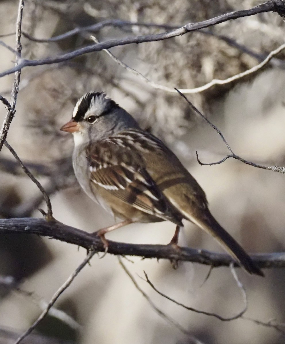 White-crowned Sparrow - ML645674790