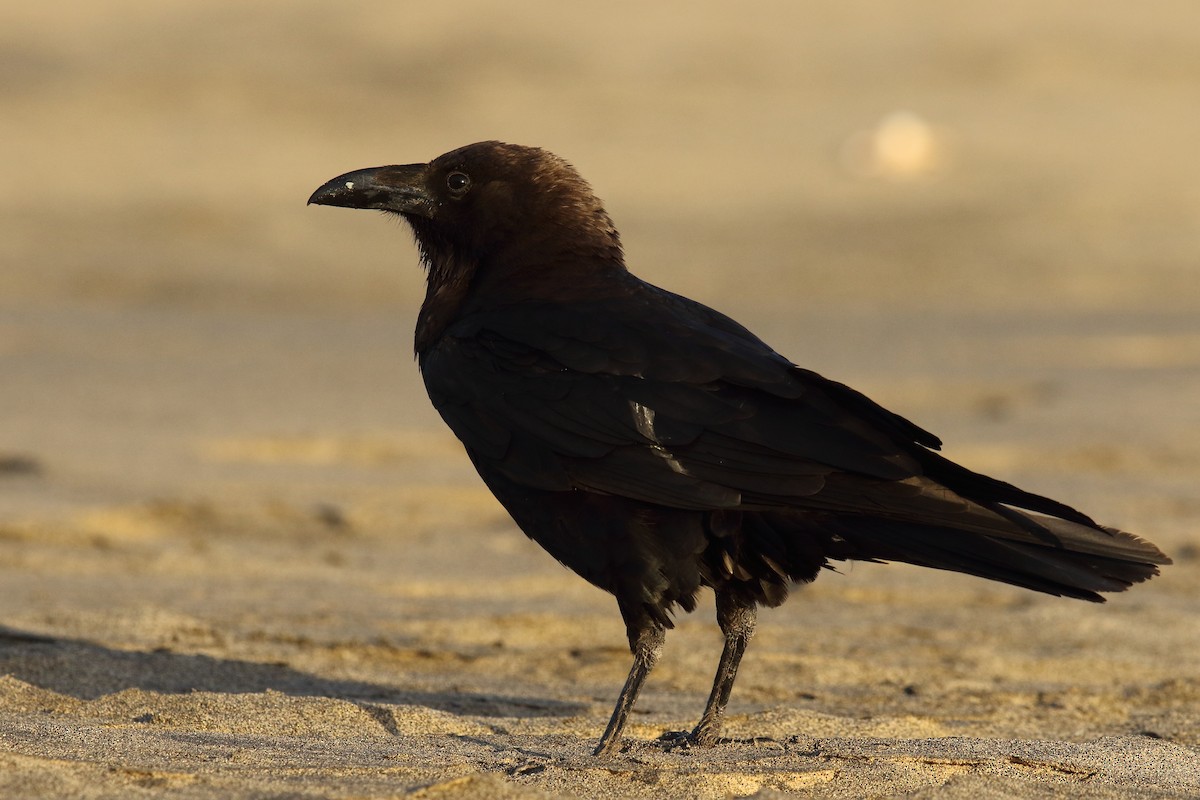 Brown-necked Raven - ML645674809