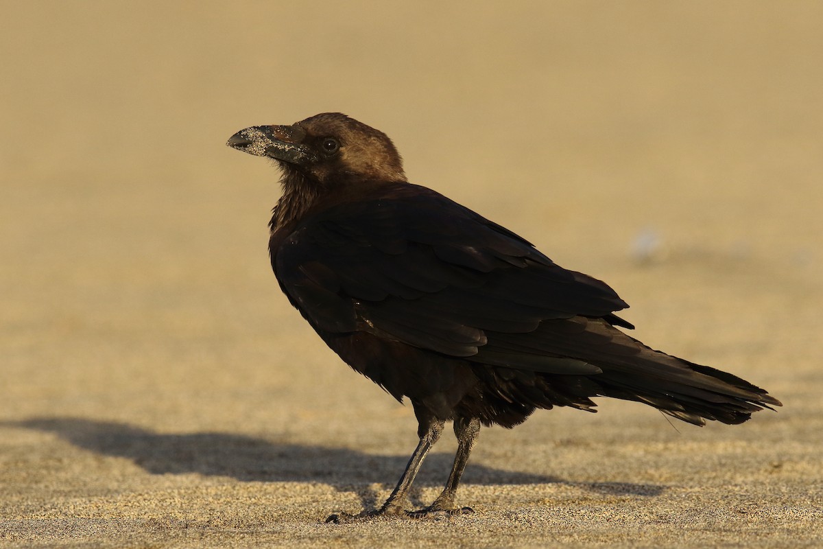 Brown-necked Raven - ML645674812