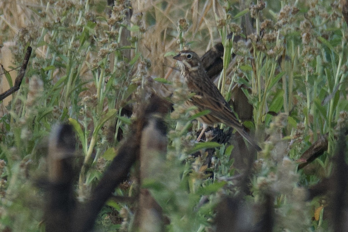 Vesper Sparrow - ML645674831