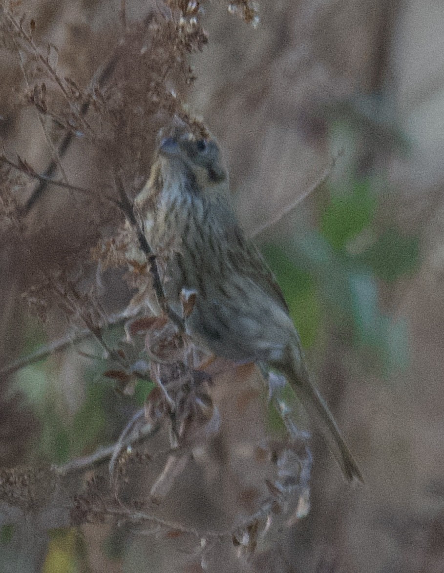 Lincoln's Sparrow - ML645674835
