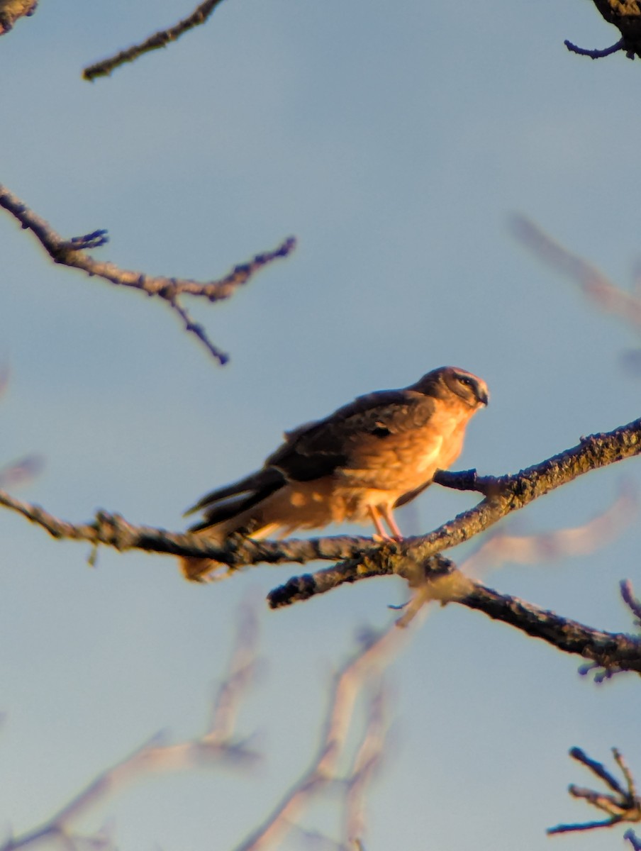 Northern Harrier - ML645674838