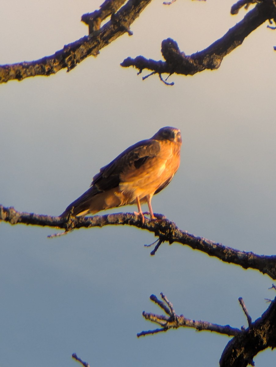 Northern Harrier - ML645674839