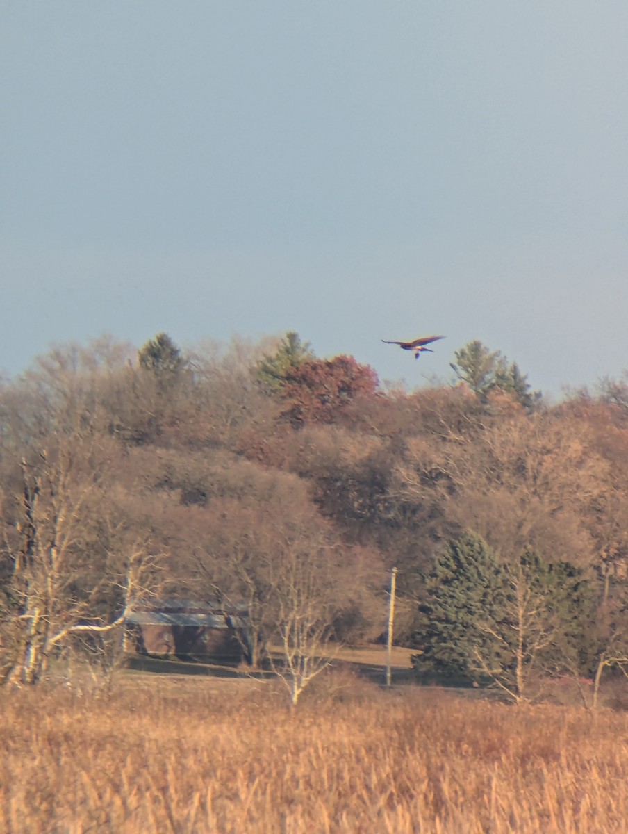 Northern Harrier - ML645674840